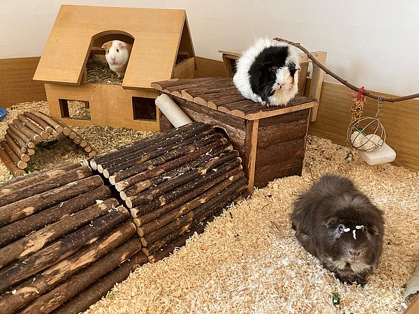 Die 3 Nellinistift-Meerschweinchen mit verschiedenem, bunten Fell in einem Gehege aus Holzhäusern und Tunneln
