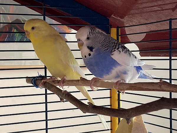 2 Wellensittiche des Nellinistift auf einem Ast in einem Käfig